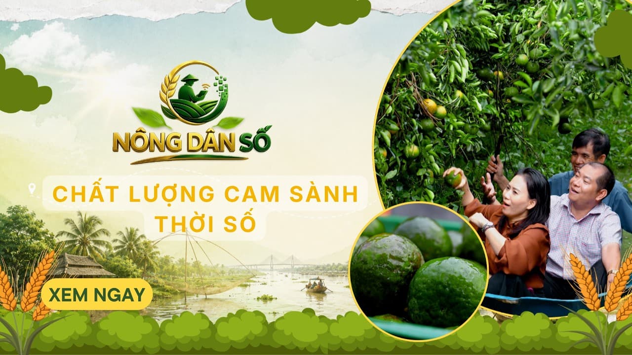 Cam sành - giữ chất lượng giữa bài toán thị trường | VTV10 - Đài Truyền hình Việt Nam